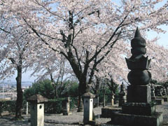 織田宗家七代の墓