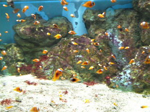 マリンピア松島水族館