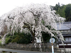 長瀬の大枝垂桜