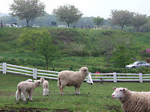 伊香保グリーン牧場