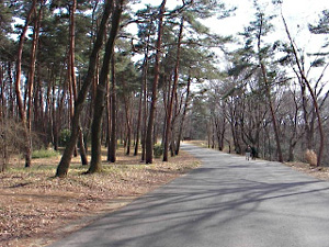 武蔵丘丘陵森林公園