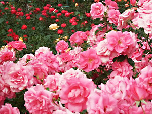 大船フラワーセンター